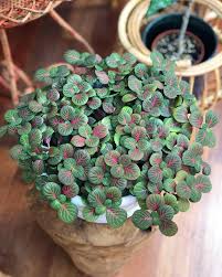 Fittonia Verschaffeltii Fortissimo One Of My Favourite Ikea Finds A Year Ago I Had Three Fittonias But This I Pflanzen Pflanzideen Pflanzen Fur Zu Hause