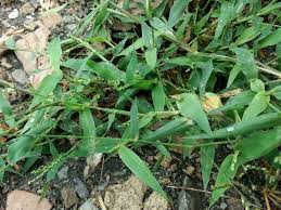 Image result for Urochloa reptans