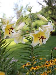 How often should you fertilize? How And Why To Fertilize Your Plants