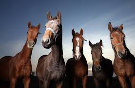 Gardebruk gerätehaus, xxl metall 5m² mit fundament 257x205x177,5cm schiebetür anthrazit geräteschuppen gartenhaus 8,4m³ für 339,95€ bei otto Festival Der Pferde Gudingen Grusst Das Pferd Deutscher Galopp