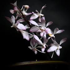 Image result for Rhipidoglossum ovale