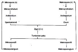 Essay jawablah soal berikut dengan jawaban yang tepat. Daur Hidup Tumbuhan Paku Berbagi Informasi