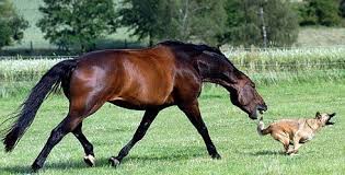 Clinical Signs Of Rabies Animals Equines Funny Animal Fails