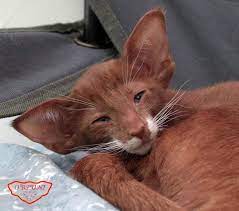 Oriental Shorthair Cats Cinnamon Se Rtina Bingo Ruf O Rpuni Ru Female Osh O 03 Bicolour Cinnamon Oriental Shorthair Cats Cats Cute Cats And Kittens