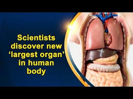 Current Events Big News Scientists Discover New Largest Organ In Human Body Oneindia News Youtube Human Body Body Organs Body