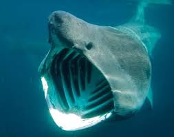 Bbc Wildlife Wildlifemag Twitter Basking Shark Pictures Of Sea Creatures Deep Sea Creatures