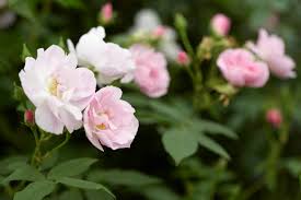 Flower beds should be seven feet deep. Create Your Own Rose Meadow The Best Roses Grasses And Perennials To Plant In Small Low Maintenance Gardens Homes And Property Evening Standard