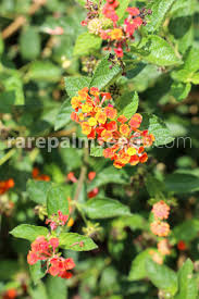 Image result for Lantana camara