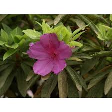 Image result for Rhododendron pulchrum