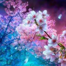 Cherry Blossoms Cherry Blossom Wallpaper Anime Cherry Blossom Cherry Blossom Background