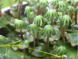 Image result for Ixora longipedunculata