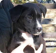 Our dog breeder directory is the ultimate source of listings for breeders in the united kingdom. Minnetonka Mn Border Collie Boxer Mix Meet Bumblebee A Puppy For Adoption Boxer Mix Dogs Puppy Adoption Pet Adoption