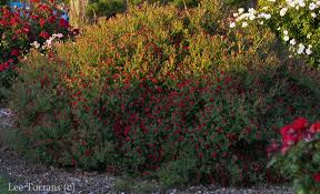 Bush with white flowers texas. Top Five Texas Miniature Roses Lee Ann Torrans Gardening