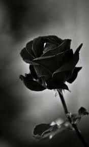 Black Rose Wallpaper Alive Black Rose Flower Black Rose Black Flowers