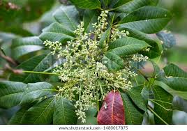 Image result for Hevea brasiliensis