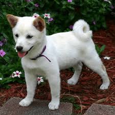 Charlie is a fun puppy, a little shy at first but opens up pretty quickly. Shiba Inu Puppies For Sale In Ny Brooklyn Teacup Pups