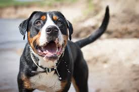 Den stämmigen und starkknochigen großen schweizer sennenhund bringt so schnell nichts. Im Rasseportrait Grosser Schweizer Sennenhund Your Dog Hundemagazin