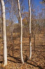 Image result for Albizia tanganyicensis