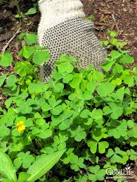 Mint also tends to have a similar growth pattern with that not only does oregano somewhat look like weed at first glance, some people also claim that this you will identify this plant apart from cannabis when it starts blooming yellow flowers in the spring. Natural Weed Control In The Vegetable Garden