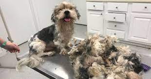 Matted dog brushed hair matting underneath is uncomfortable or even painful to your dog or cat. Caffy And Boo Adventures Home Remedies To Remove Tangled Hair For Pets