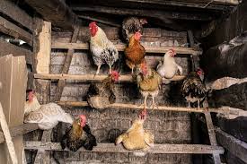 How old does a rooster have to be to start crowing? 3 Simple Ways To Determine The Age Of A Chicken Chickens And More