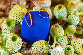 Image result for Tunicate green