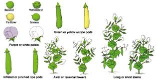 Image result for Pisum sativum