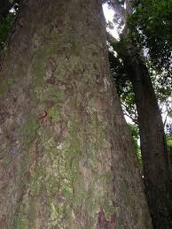 Image result for Heywoodia