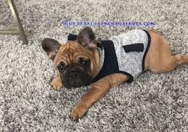 Texas french bulldog breeders offering healthy quality colorful blue frenchie puppies, chocolate, fawn, lilac frenchbulldog puppies to approved homes. Customer Reviews 1 Preciousrarefrenchbulldogs