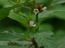 Image result for Melochia corchorifolia