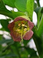 Substantive des weiblichen geschlechts (frau, vorlesung). Tollkirschen Wikipedia