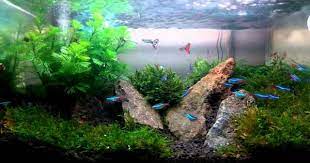 Cara membuat aquascape tanpa co2. Cara Membuat Aquascape Tanpa Co2 Simpel 2021