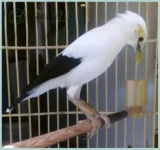 Burung Jalak Putih Jalak Burung Putih
