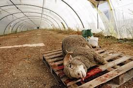 Maybe you would like to learn more about one of these? Aid El Kebir 300 Moutons Sauves Par La Fondation Brigitte Bardot
