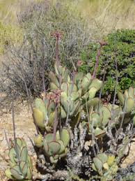 Image result for Crassula morrumbalensis