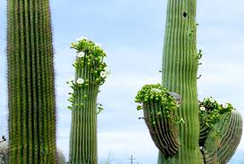 Save money on water and fertilizer extend tree life mitigate future tree breakage and property damage Arizona S Iconic Saguaro Cactus Is Flowering Wrong And No One Knows Why Salon Com
