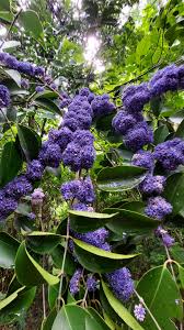 Image result for Memecylon sp. D