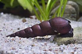 If you notice this then try adding calcium if you are moving the snails from a freshwater setup you should gradually acclimate them first; The Brackish Tank Black Faunus Snail Black Devil Snail Genus