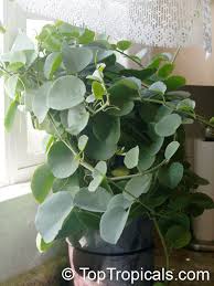 Image result for Cissus rotundifolia
