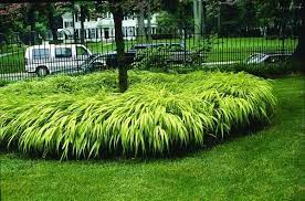Hakonechloa Macra Aureola Shade Plants Grasses Landscaping Japanese Forest