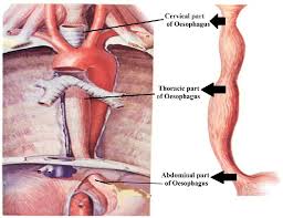 Image result for esophagus
