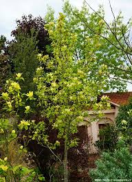 Image result for magnolie sunsation