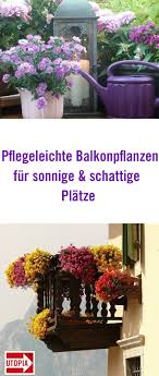 Balkonpflanzen Pflegeleichte Sorten Fur Sonnige Und Schattige Platze Utopia De Balkon Pflanzen Pflanzen Balkon Pflanzen Pflegeleicht