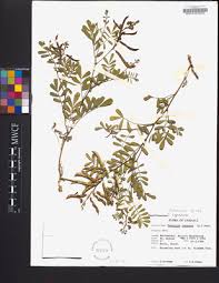 Image result for Tephrosia purpurea