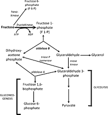 Image result for Hereditary Fructose Intolerance