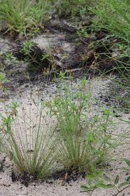 Image result for Bulbostylis megastachys