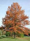 Image result for how deep do pin oak roots grow