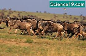 La savana è segnata da lunghi periodi di siccità e da una sola stagione umida, anche se relativamente povera di precipitazioni. Quali Sono I Livelli Trofici Nella Savana Portale Scientifico E Popolare Multimediale 2021