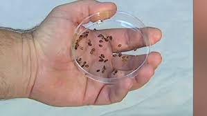 Bedbugs Were Released In A Pennsylvania Walmart And Now Police Are Investigating Cnn