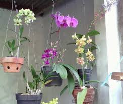 Sirih gading juga tahan banting. 8 Tahap Cara Menanam Anggrek Di Pot Dengan Sabut Kelapaata Media Arang Berita Pertanian Mitalom